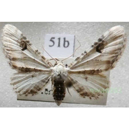 Eupithecia centaureata (Denis & Schiffermüller, 1775) Czech51b
